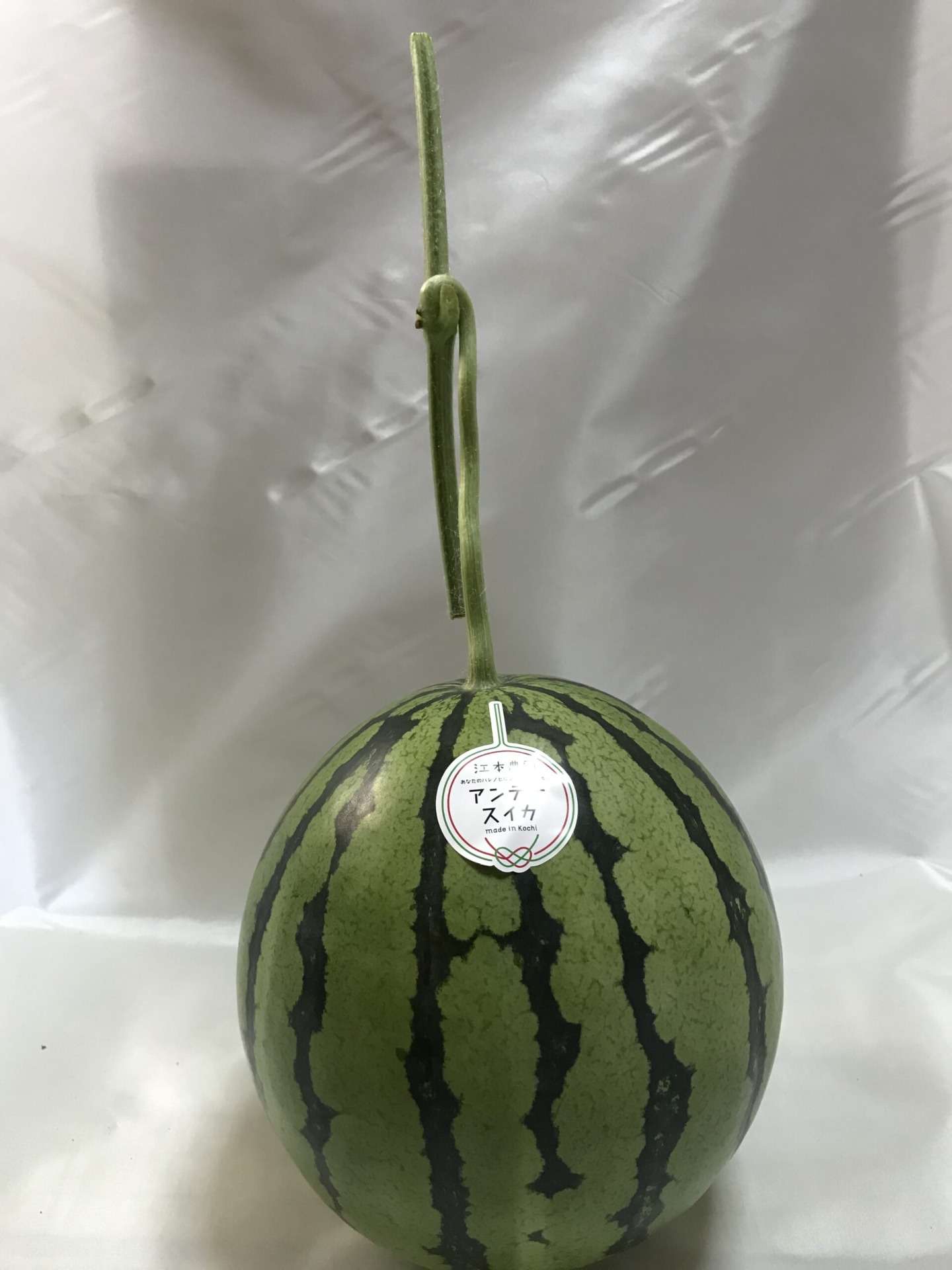 春アンテナスイカ 1玉入ギフト箱<br>3,900円(税込)