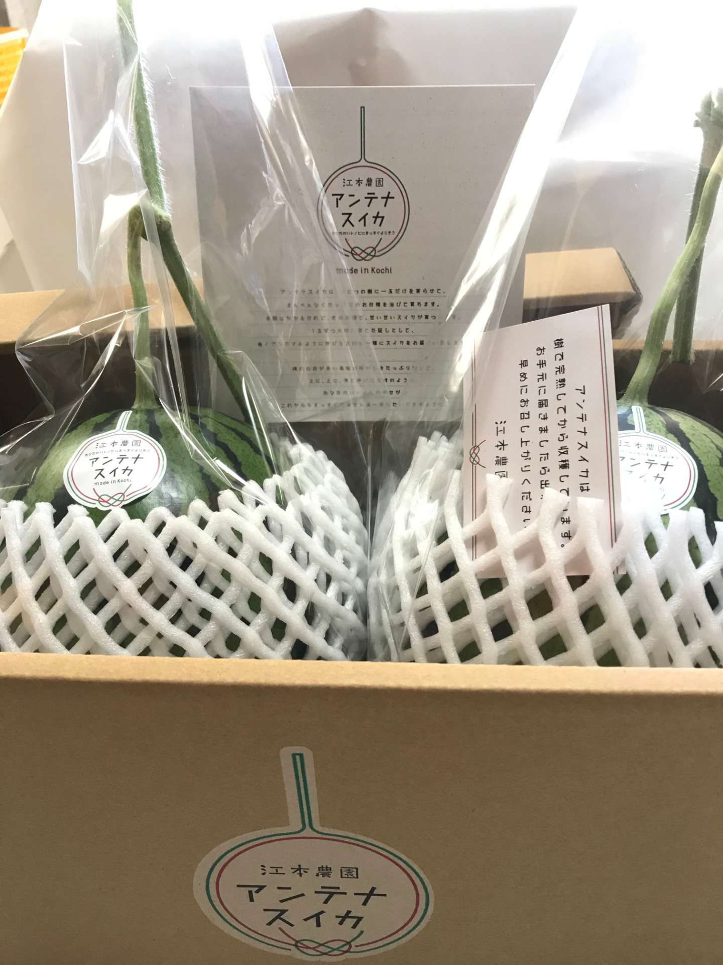 真冬アンテナスイカ®2玉入箱<br>8,000円(税込)