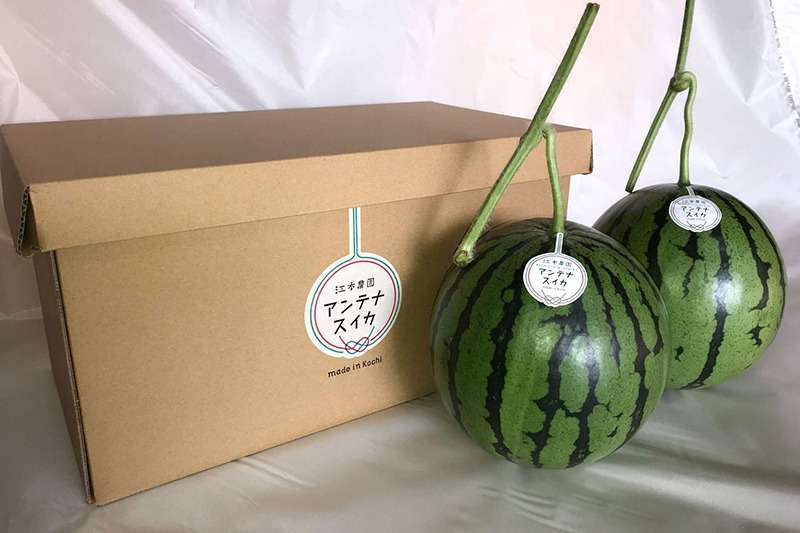 春アンテナスイカ®2玉入箱<br>7,800円(税込)
